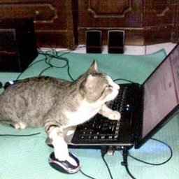 computer cat - Polytoria